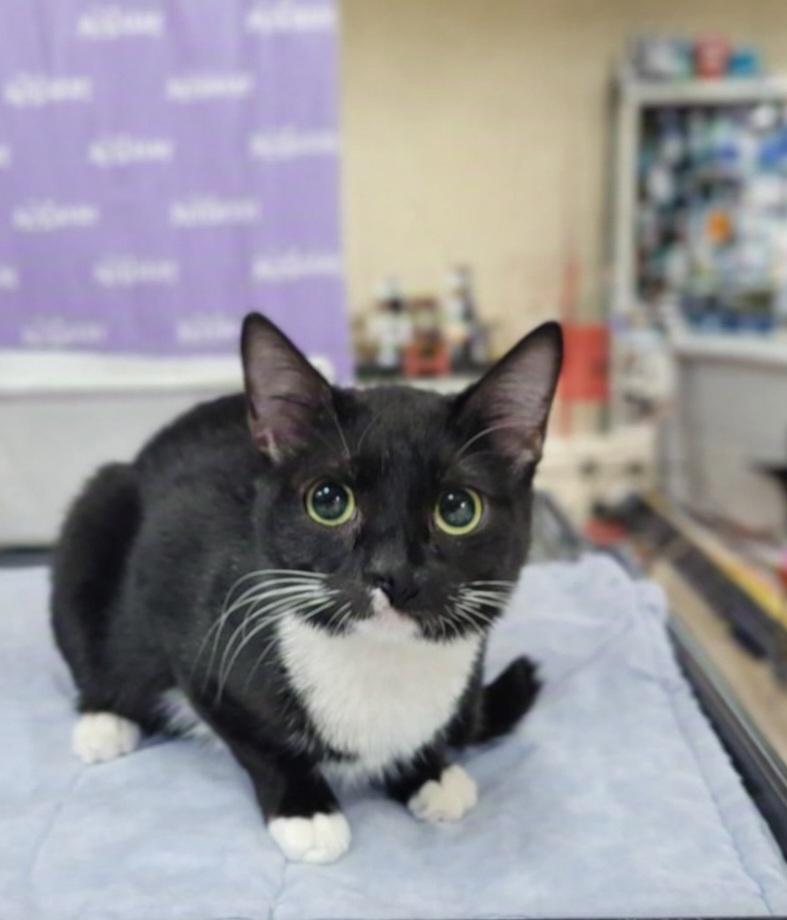 Enlarge Sox, an adopted Domestic Short Hair in Morganton, NC image 1/1