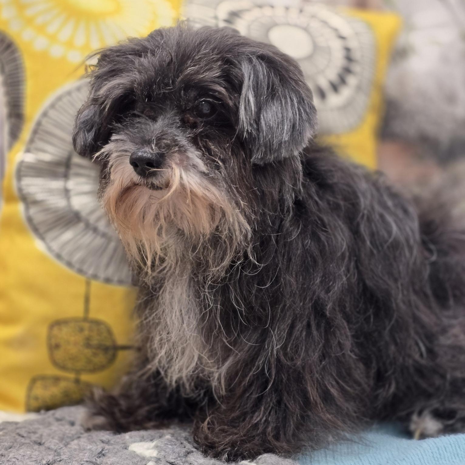 Enlarge Scrappy, an adopted mixed breed in Effingham, IL image 1/1