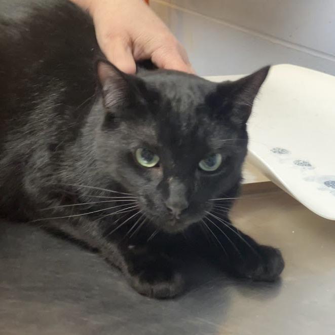 Guapo — thumbnail 2