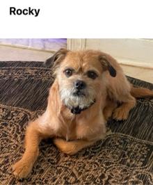 Enlarge Rocky, a Adoptable Poodle in Cliffwood, NJ image 1/3