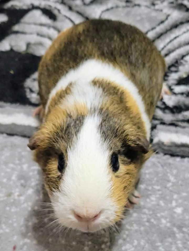 Oreo, Sparkles, Hurricane, and Fluffy, a ADOPTABLE Guinea Pig in Cocoa, FL image 2/4