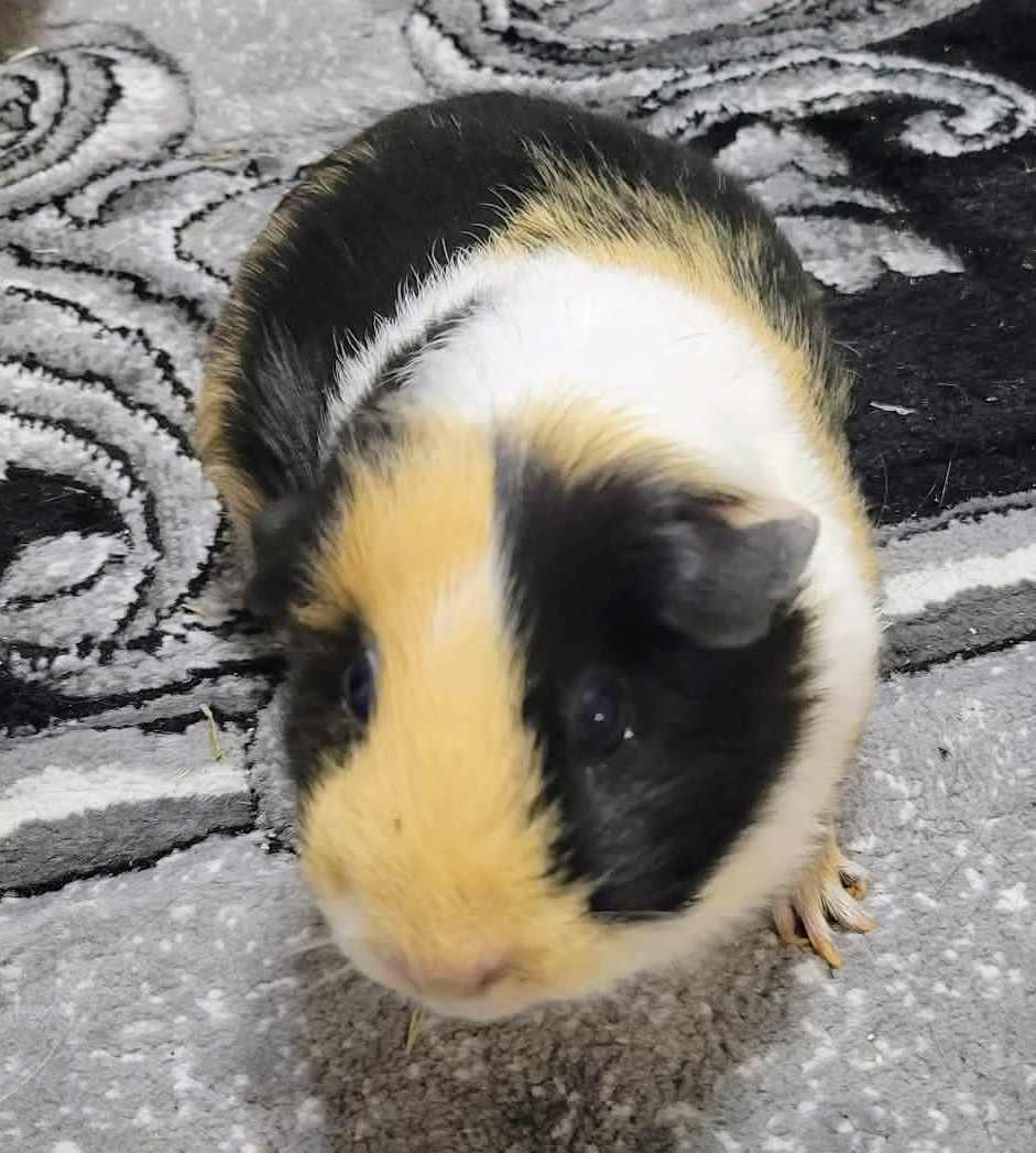Oreo, Sparkles, Hurricane, and Fluffy, a ADOPTABLE Guinea Pig in Cocoa, FL image 3/4