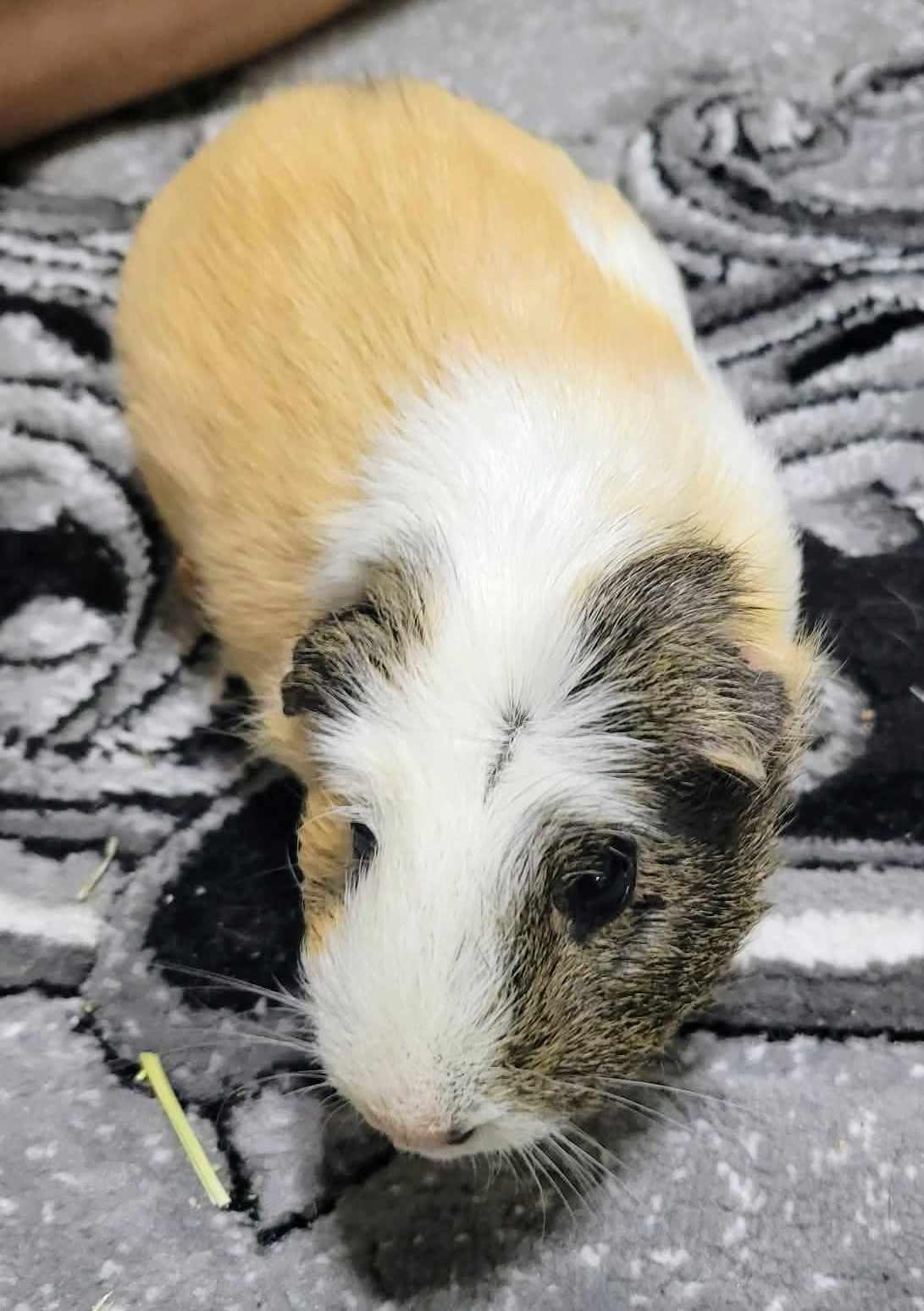 Oreo, Sparkles, Hurricane, and Fluffy, ADOPTABLE, Senior Female Guinea Pig.