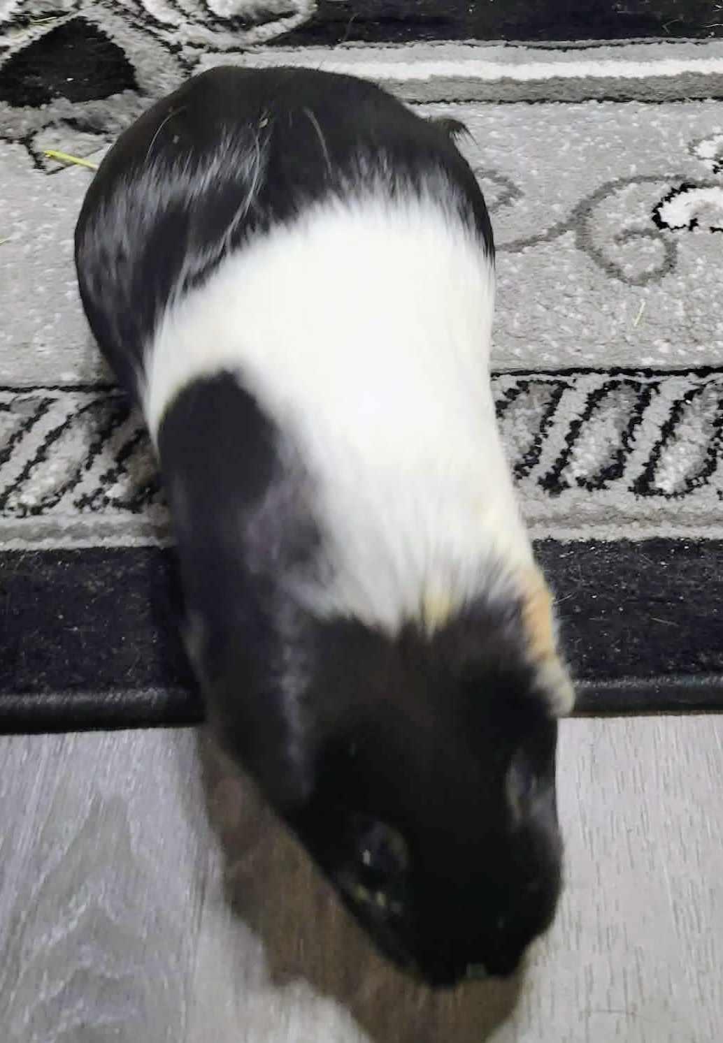 Oreo, Sparkles, Hurricane, and Fluffy, a ADOPTABLE Guinea Pig in Cocoa, FL image 4/4
