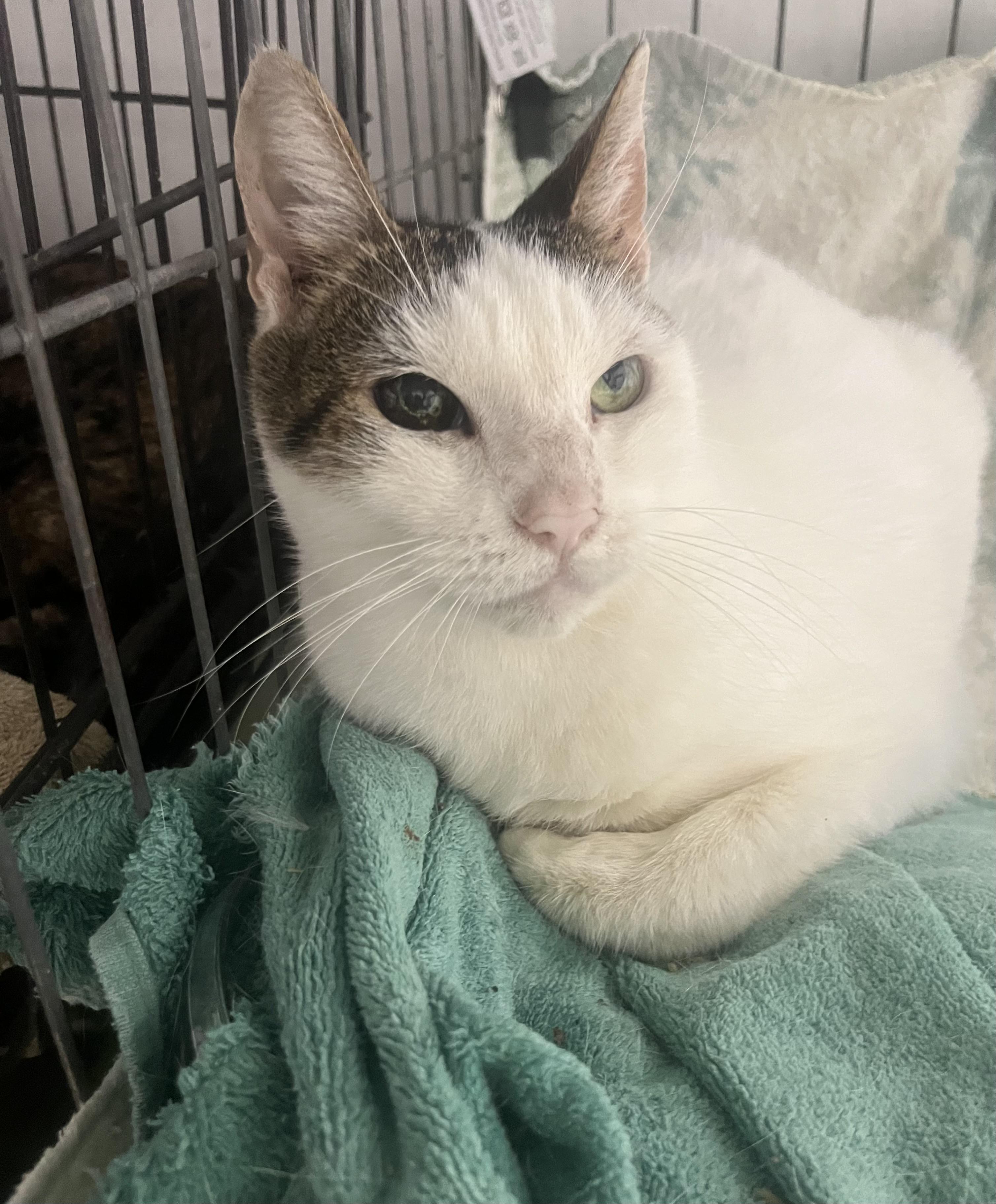 Enlarge Maggy, a ADOPTABLE Domestic Short Hair in Parkland, FL image 3/4