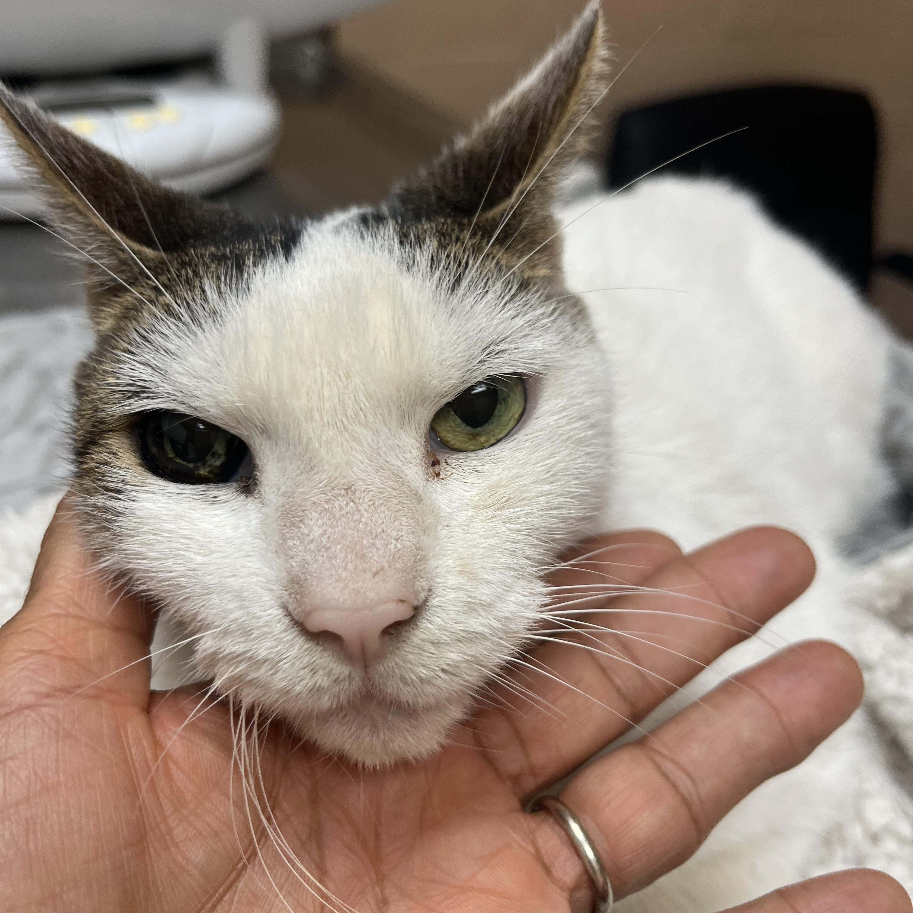 Enlarge Maggy, a ADOPTABLE Domestic Short Hair in Parkland, FL image 2/4