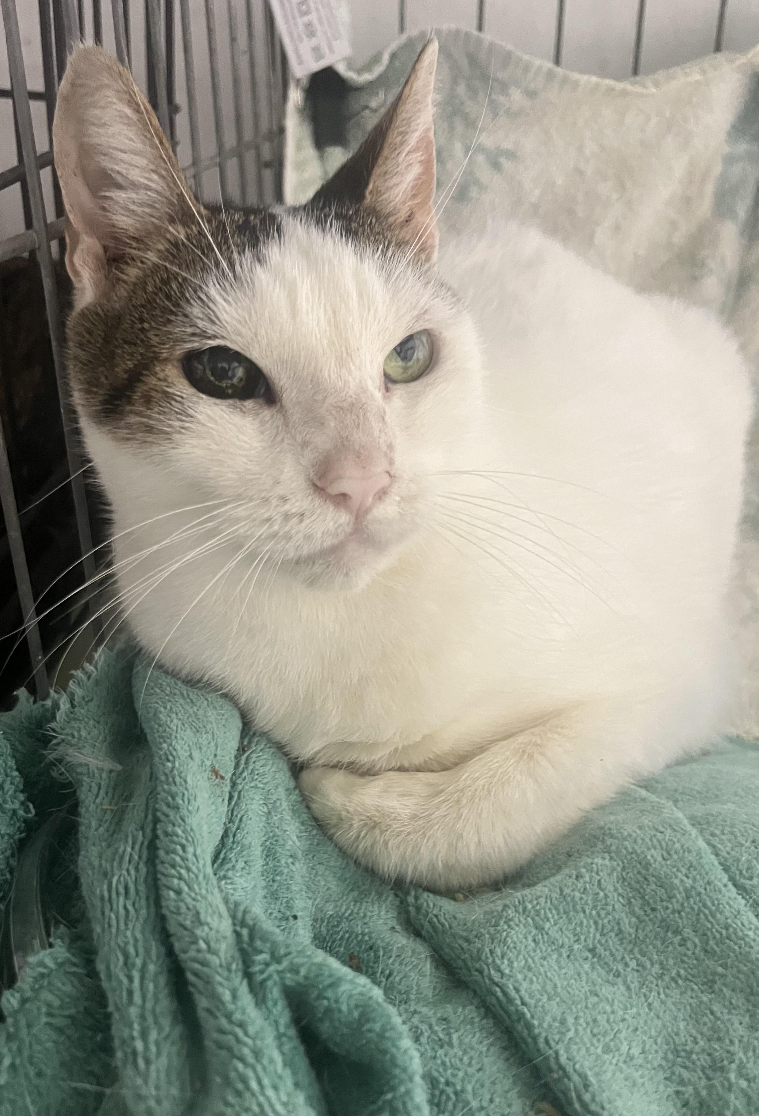 Maggy, a ADOPTABLE Domestic Short Hair in Parkland, FL image 1/2