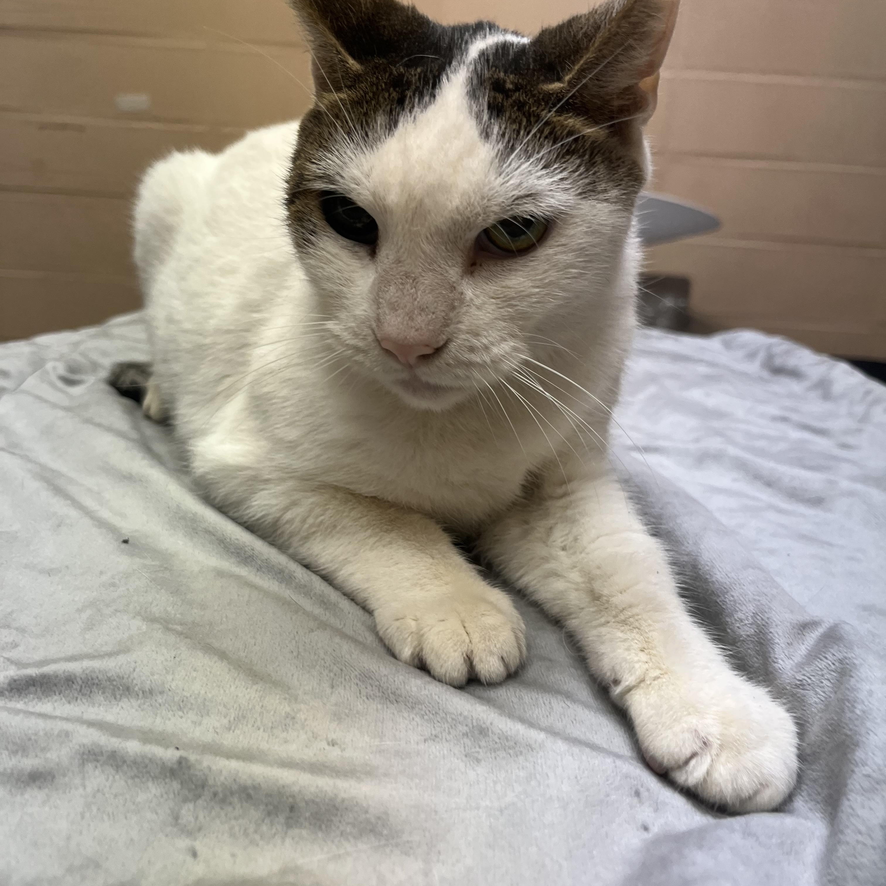 Enlarge Maggy, a ADOPTABLE Domestic Short Hair in Parkland, FL image 1/4