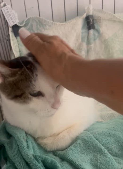 Enlarge Maggy, a ADOPTABLE Domestic Short Hair in Parkland, FL video 4/4
