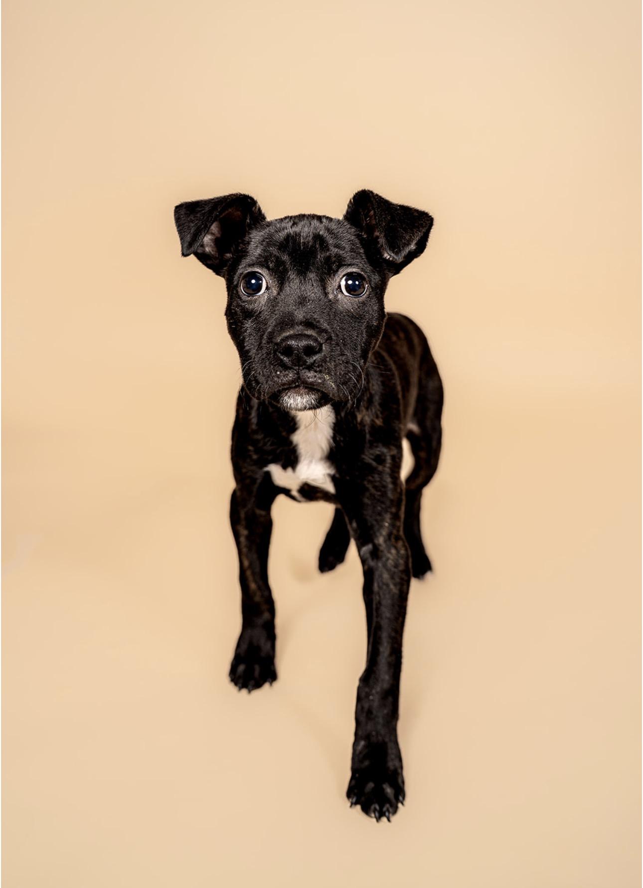Peppa, adopted, Young Female Pit Bull Terrier & Boxer.