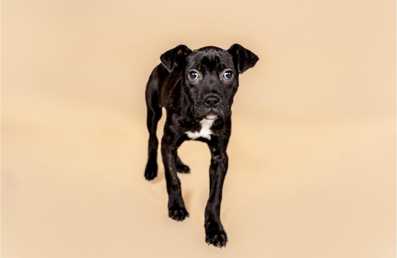 Enlarge Peppa, an adopted mixed breed in MOORESVILLE, NC image 2/2