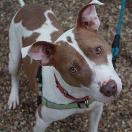 Enlarge WishBone, a Adoptable mixed breed in Richmond, VA image 4/5