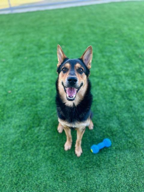 IGOR, Adoptable, Adult Male German Shepherd Dog & Mixed Breed.