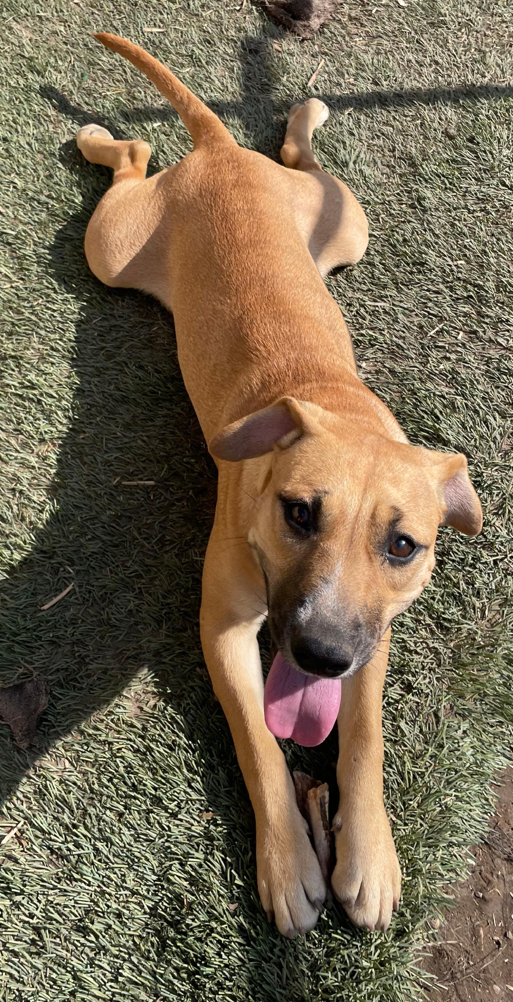 Timber, Adoptable, Young Female American Staffordshire Terrier & Cattle Dog.
