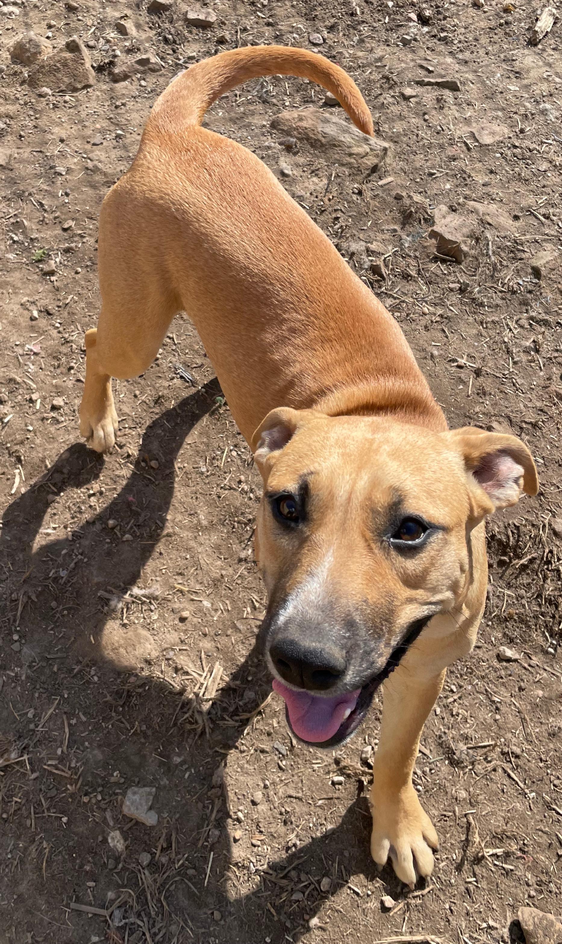 Enlarge Timber, a Adoptable mixed breed in Tracy City , TN image 2/3