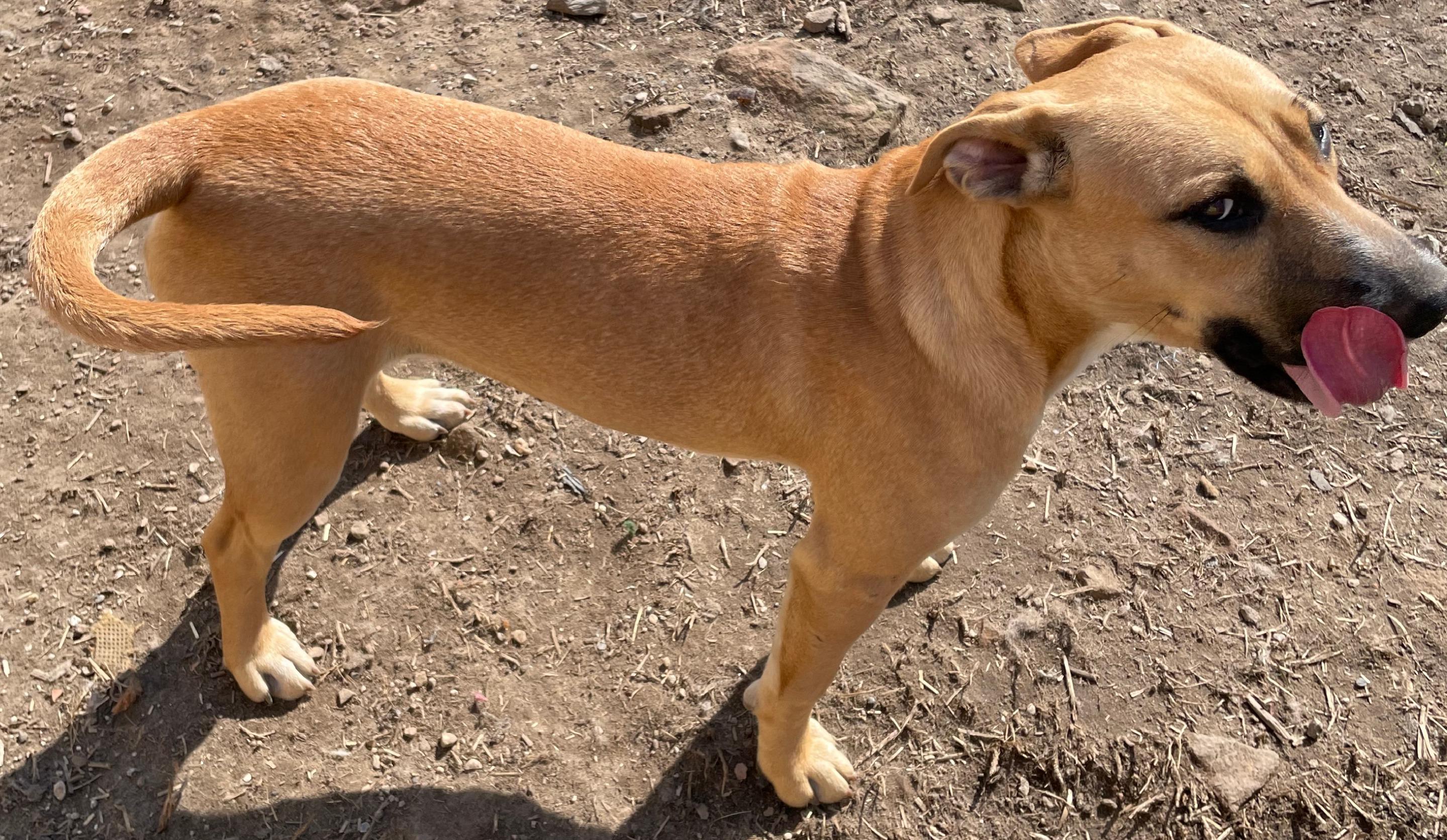 Enlarge Timber, a Adoptable mixed breed in Tracy City , TN image 3/3