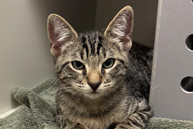 Enlarge THUNDER, a Adoptable Domestic Short Hair in Palo Alto, CA image 1/1