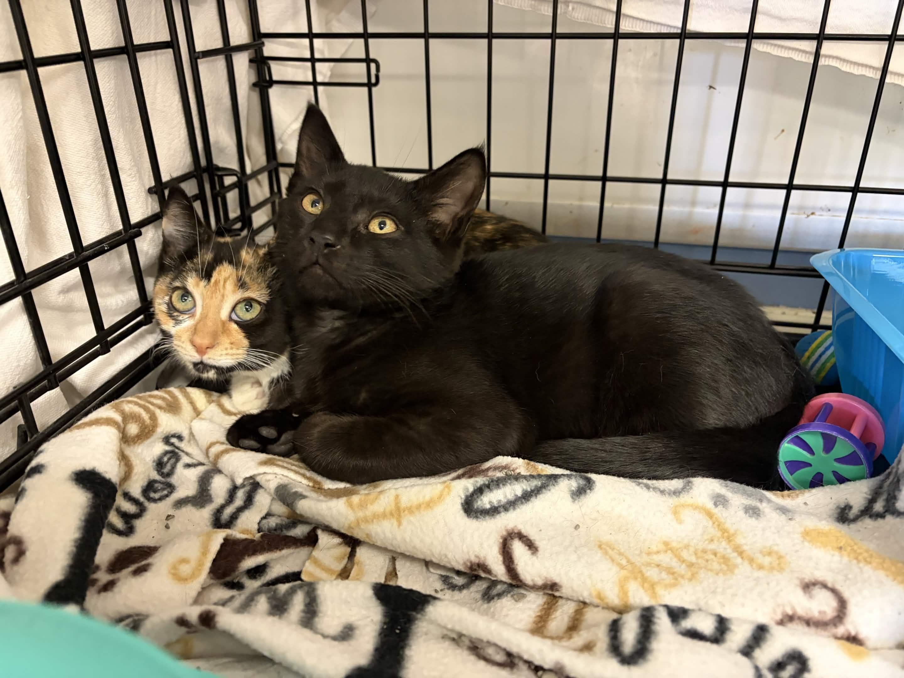 Enlarge Yoda, a Adoptable Domestic Short Hair in Oberlin, OH image 4/4