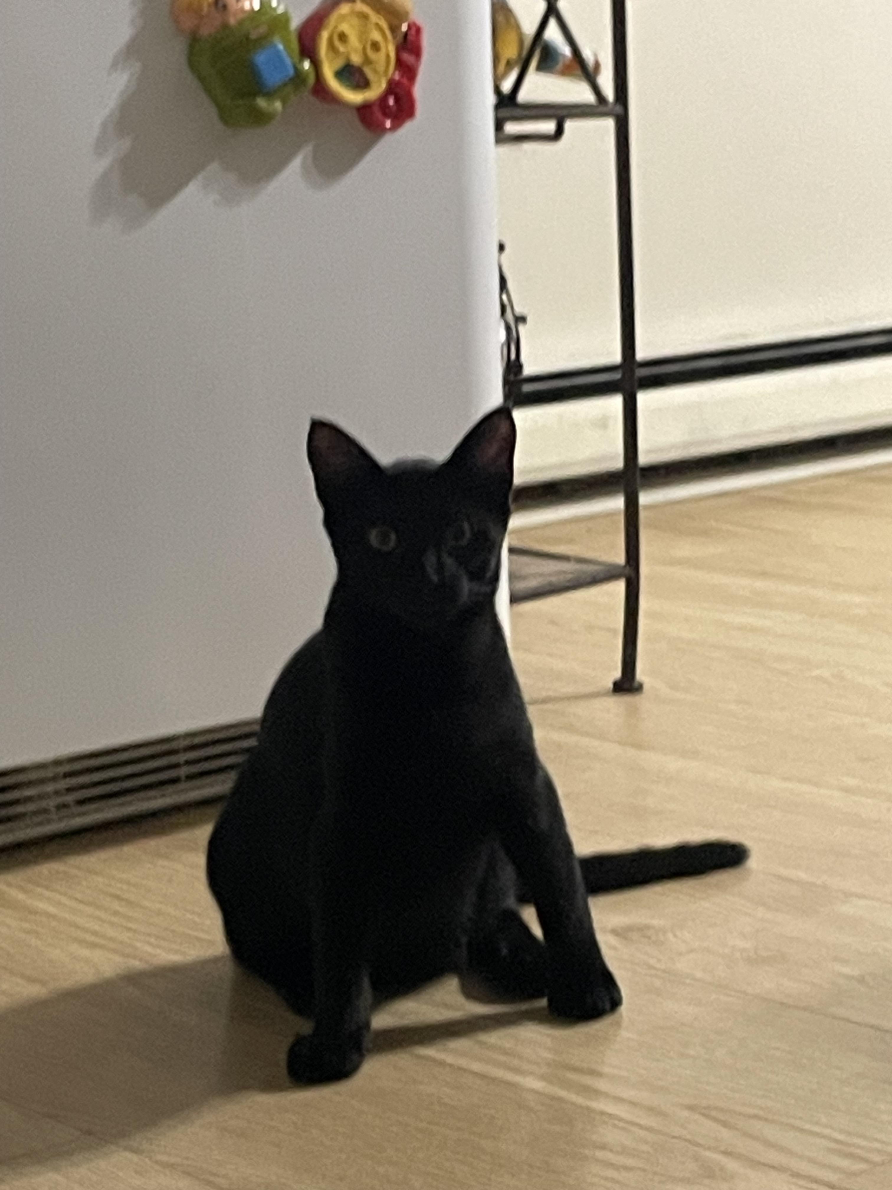 Enlarge Ingot and Irene, a Adoptable Domestic Short Hair in Oberlin, OH image 3/4