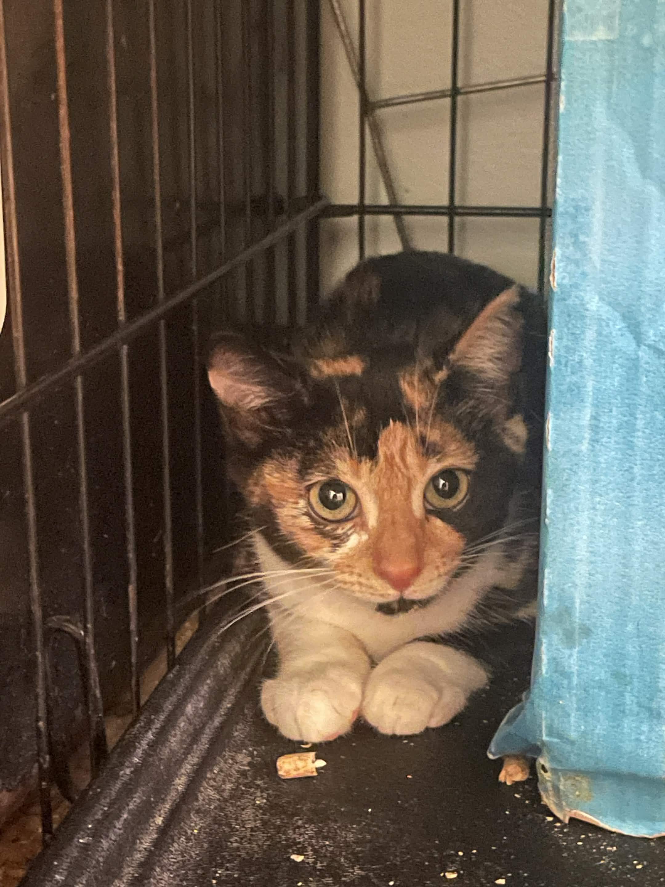 Enlarge Ingot and Irene, a Adoptable Domestic Short Hair in Oberlin, OH image 2/4