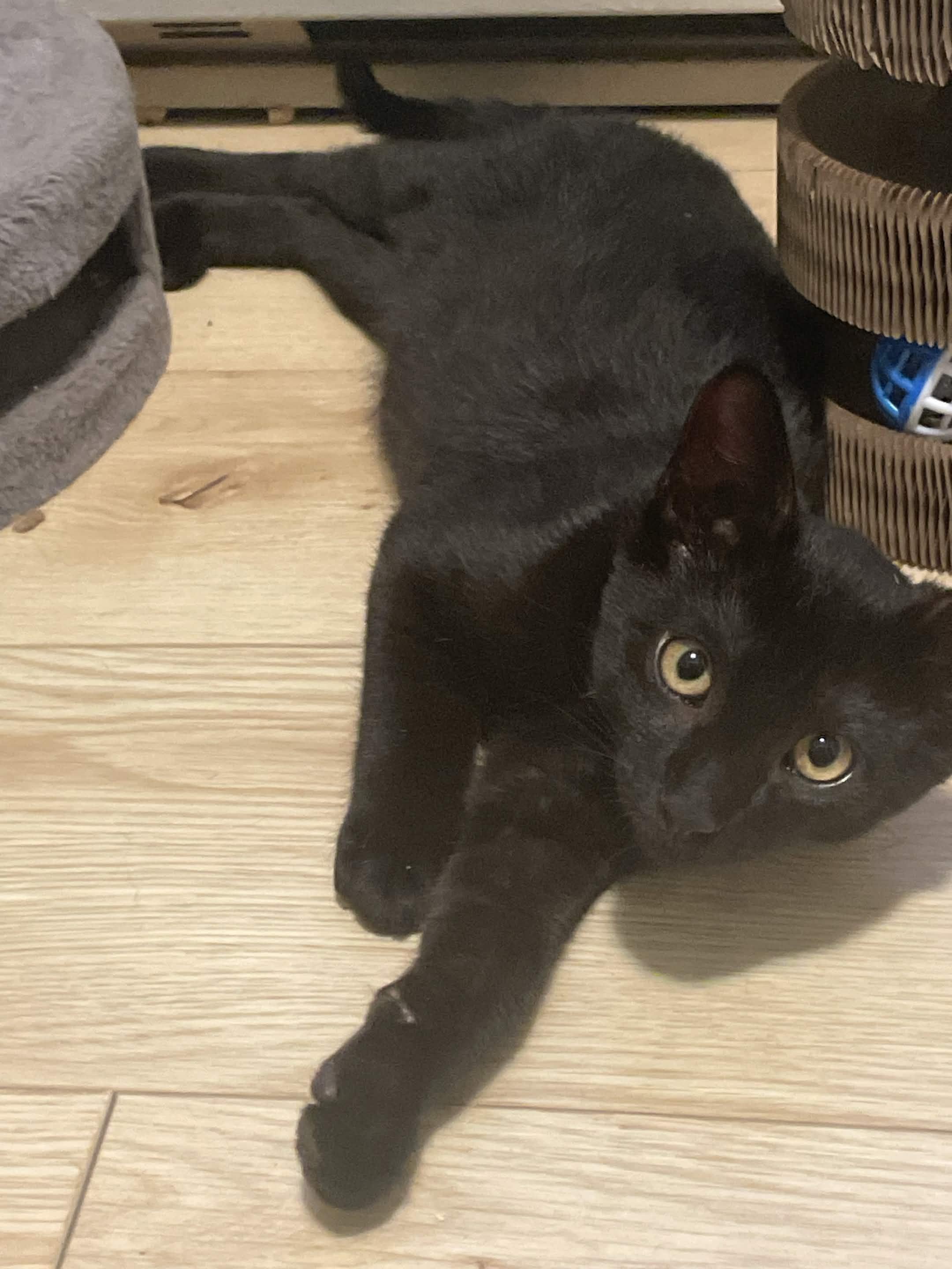 Ingot and Irene, Adoptable, Young Male Domestic Short Hair.