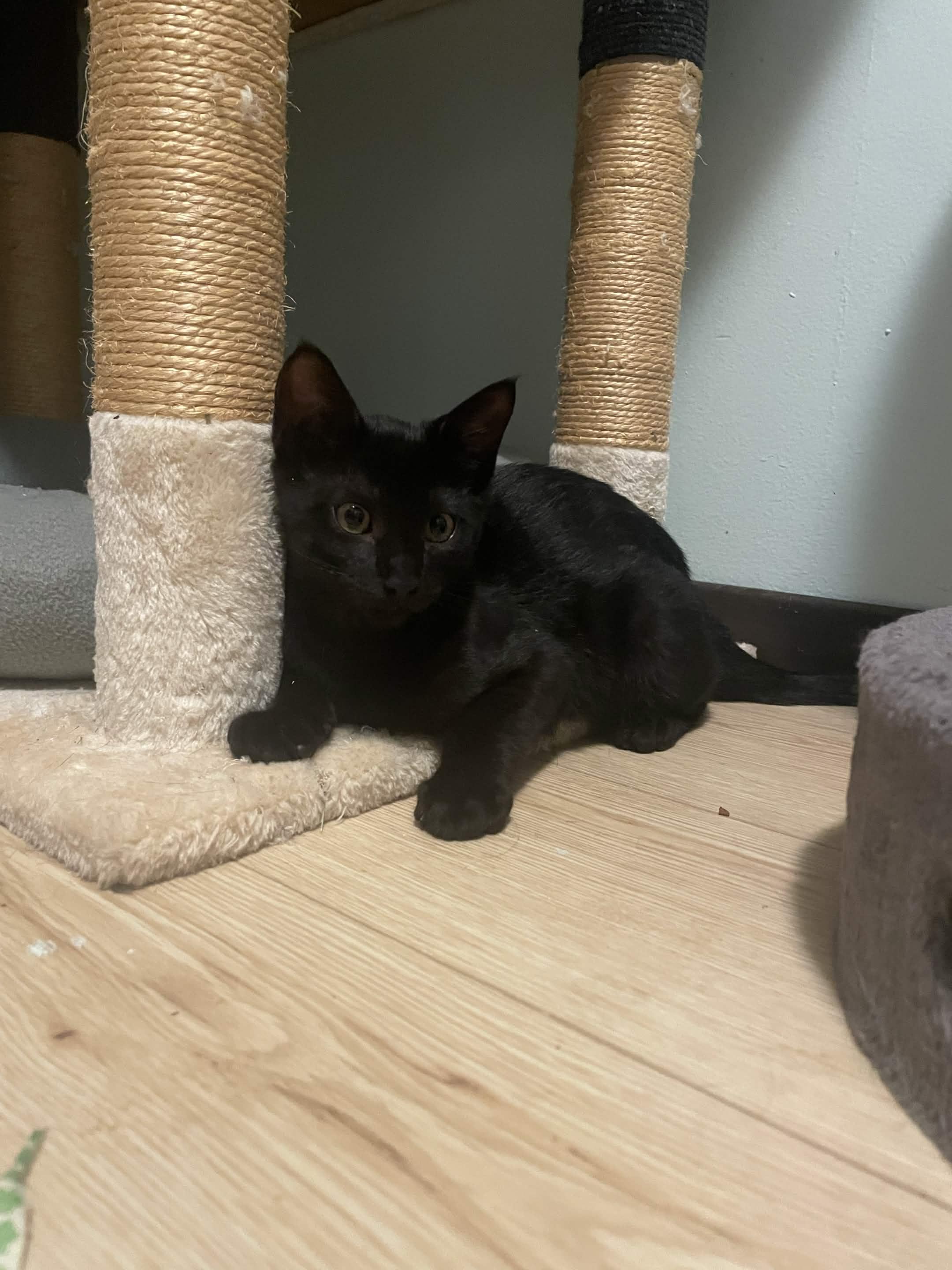 Enlarge Yoda, a Adoptable Domestic Short Hair in Oberlin, OH image 2/4