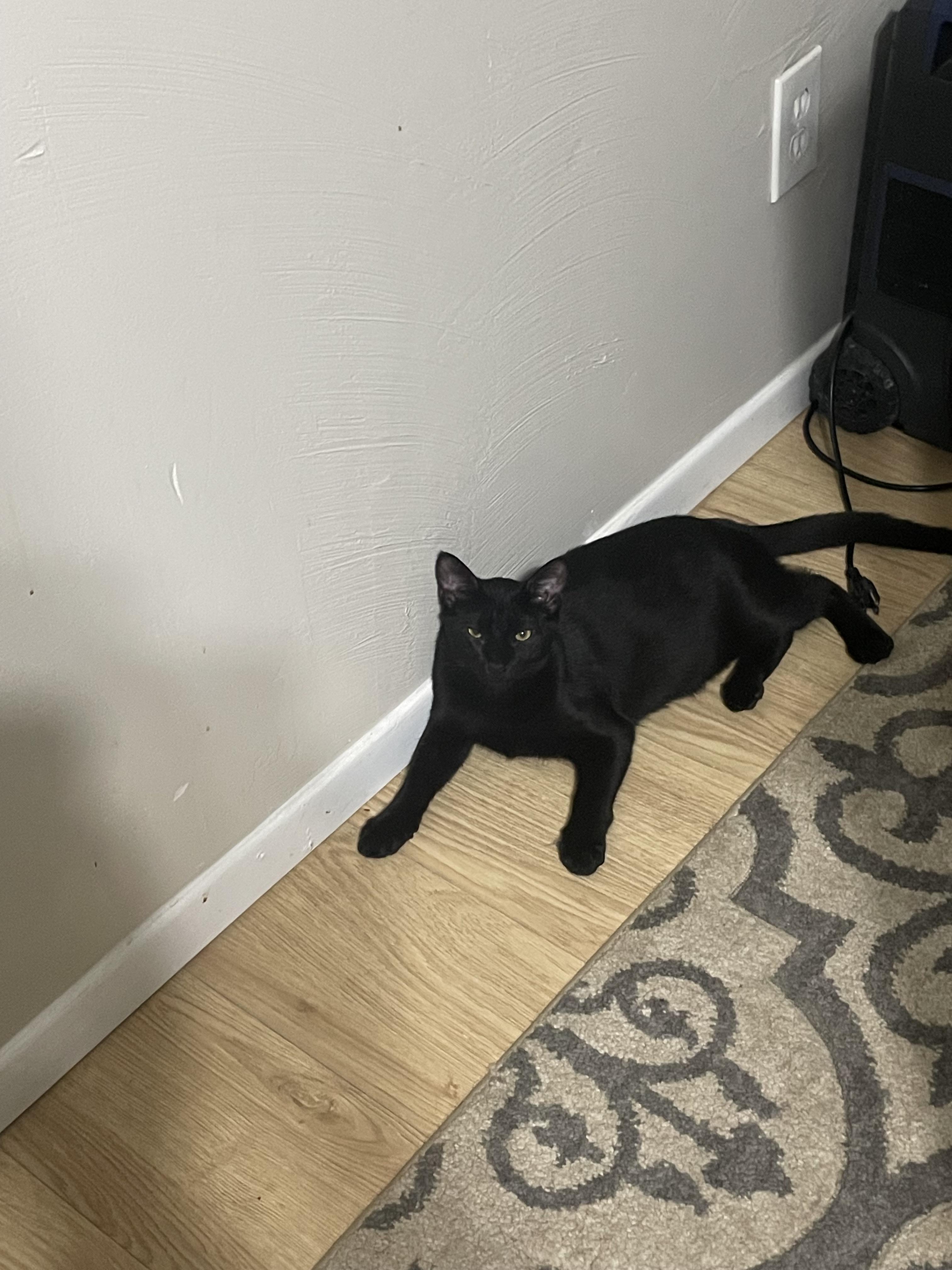 Enlarge Ingot and Irene, a Adoptable Domestic Short Hair in Oberlin, OH image 4/4