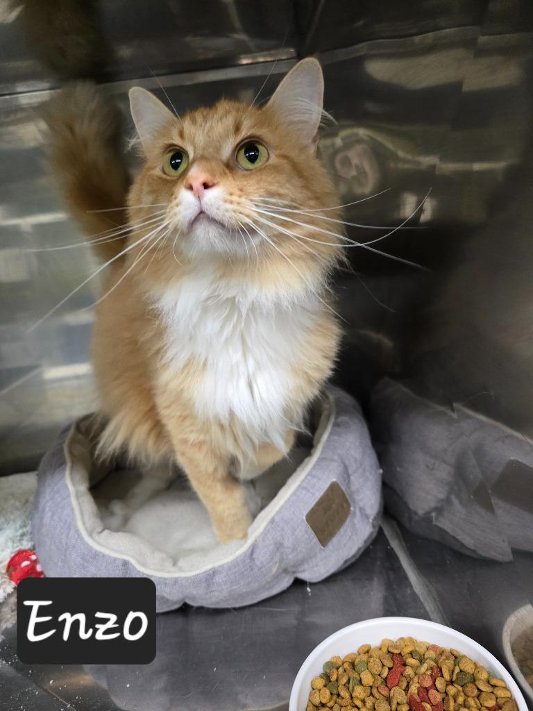 Enzo, Adoptable, Young Male Domestic Medium Hair.