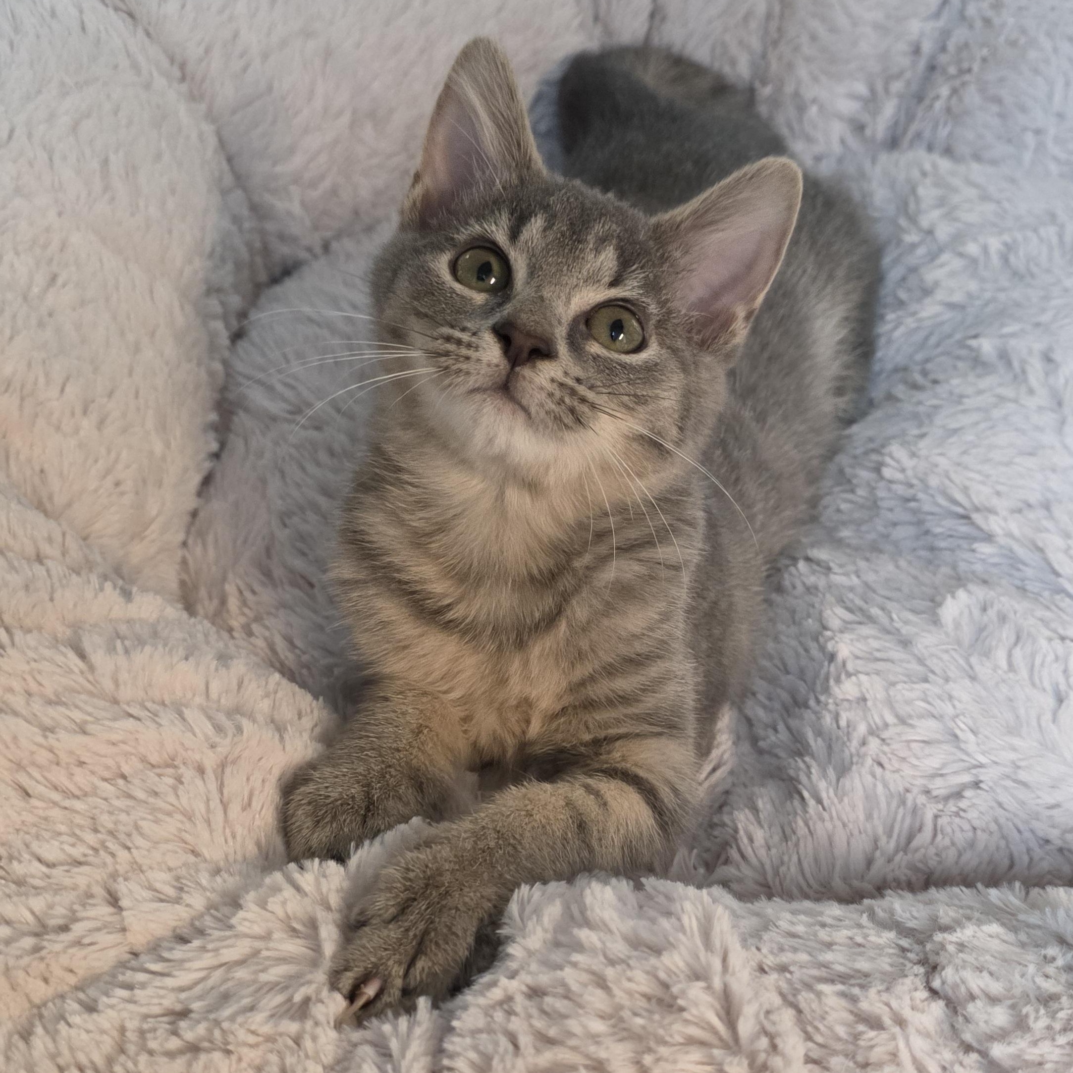 Enlarge Quartz, a Adoptable mixed breed in Greensboro, NC image 1/6