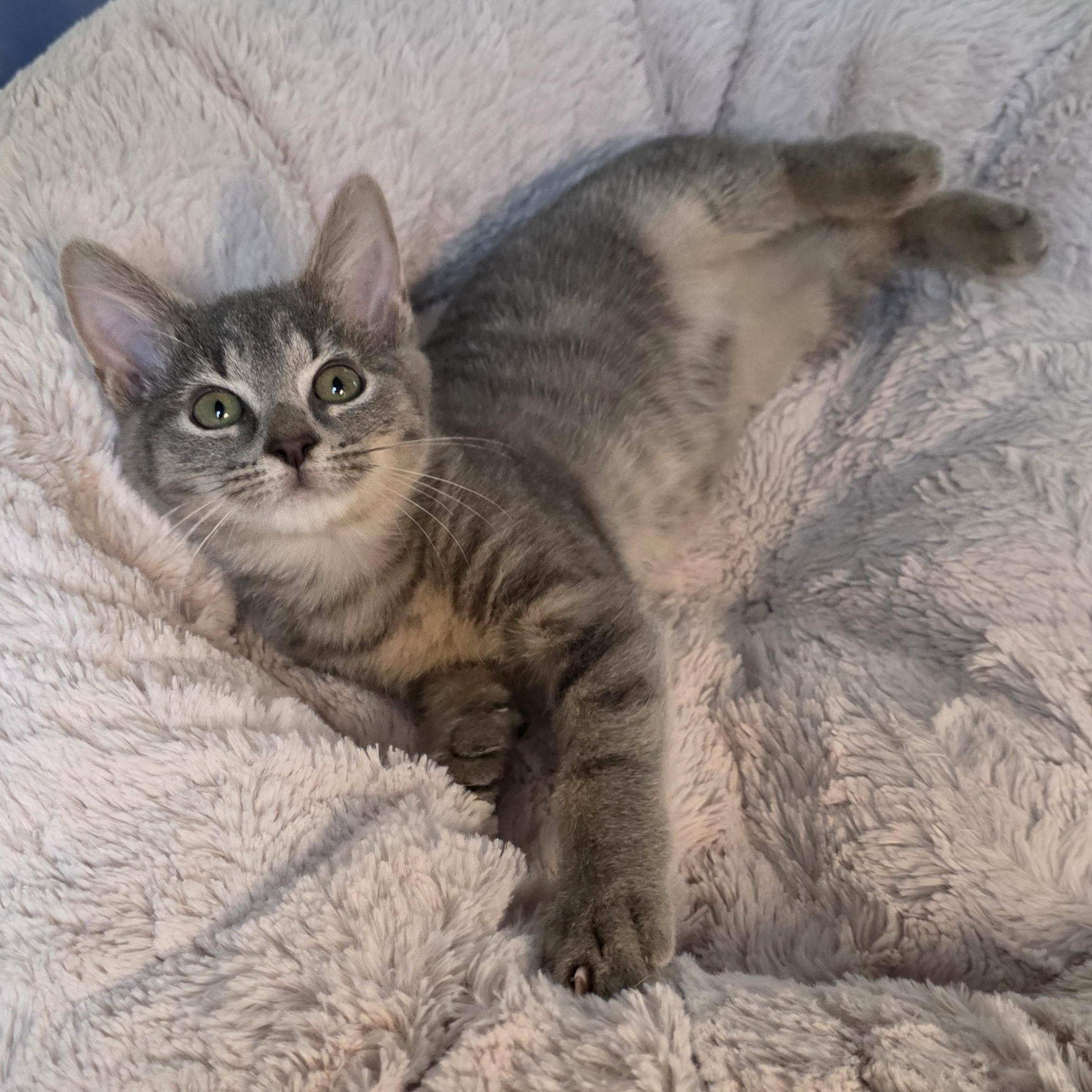 Enlarge Quartz, a Adoptable mixed breed in Greensboro, NC image 4/6