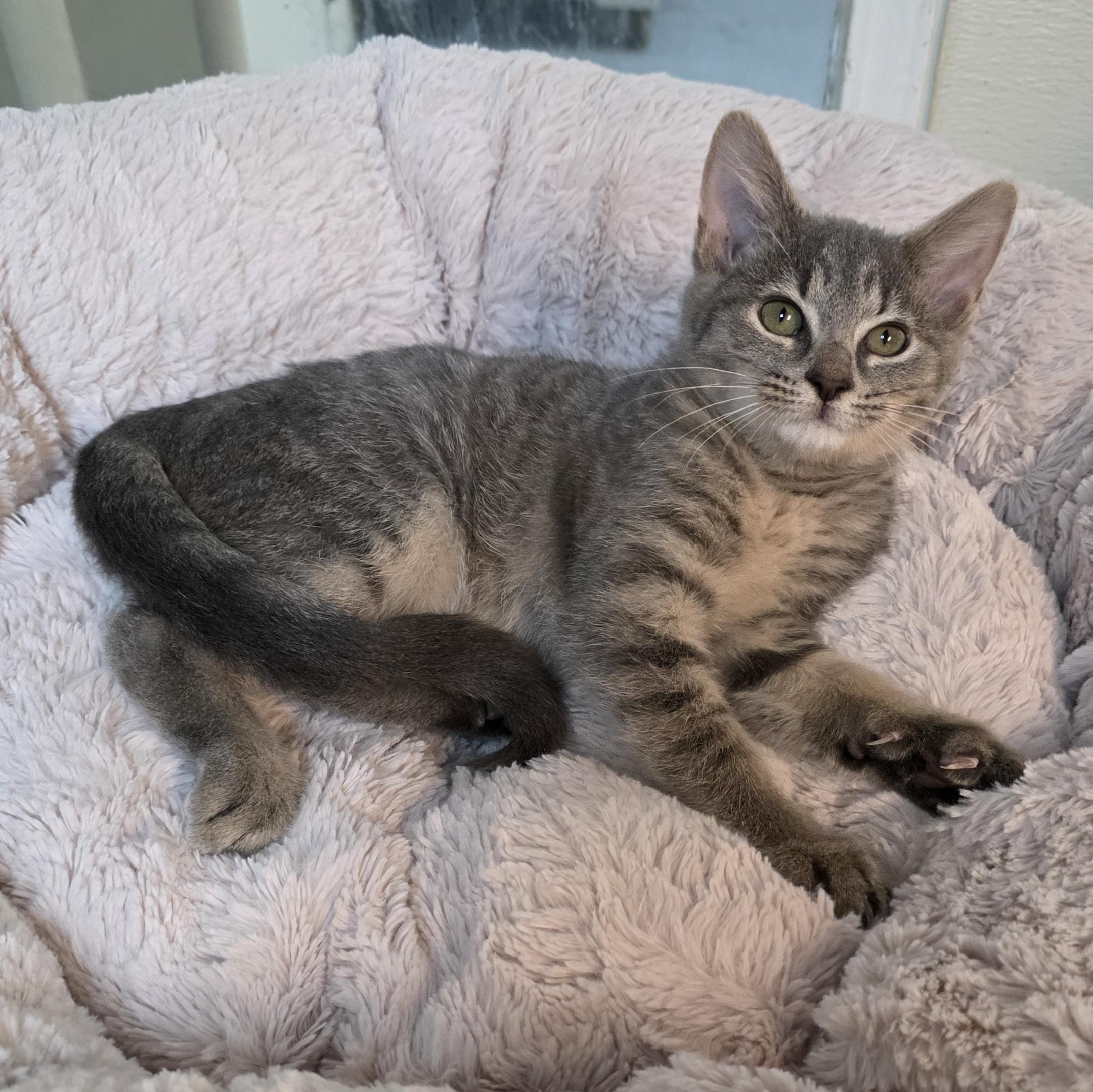 Enlarge Quartz, a Adoptable mixed breed in Greensboro, NC image 2/6