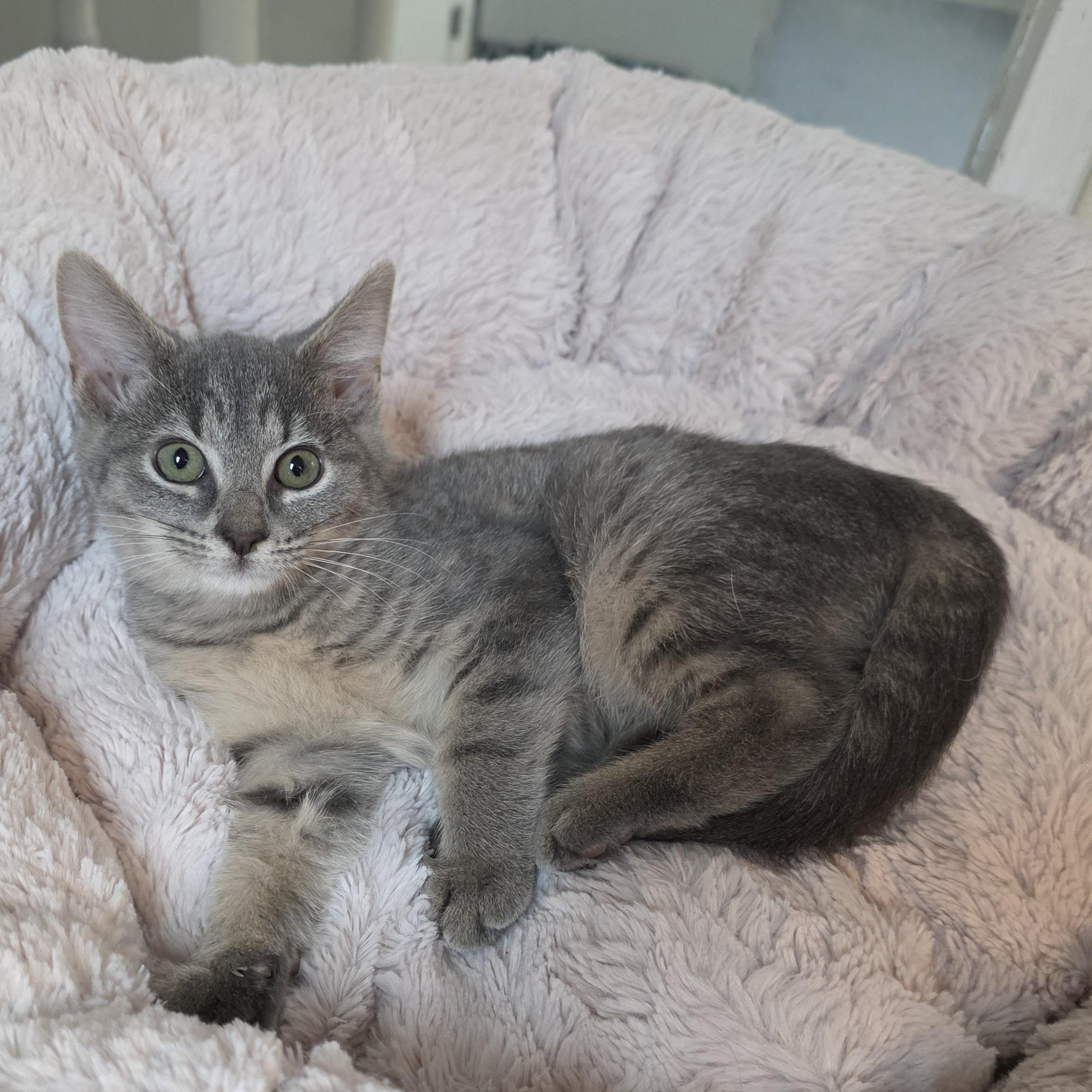 Enlarge Quartz, a Adoptable mixed breed in Greensboro, NC image 6/6
