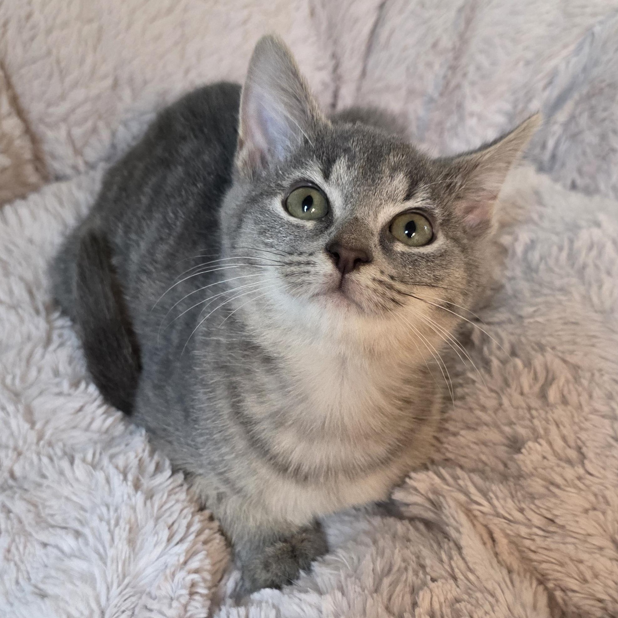 Enlarge Quartz, a Adoptable mixed breed in Greensboro, NC image 5/6