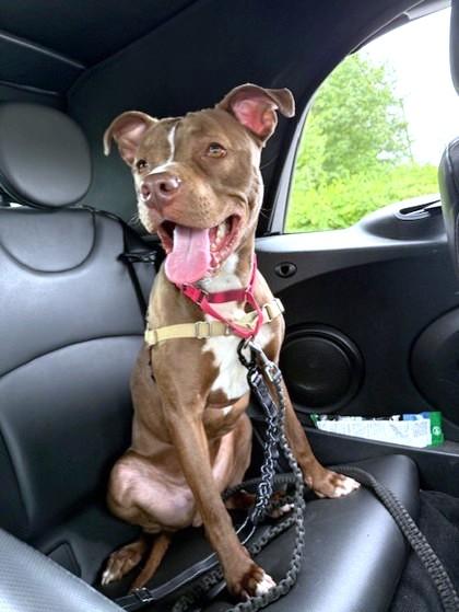 Enlarge Earl, a Adoptable mixed breed in Washington, DC image 1/3