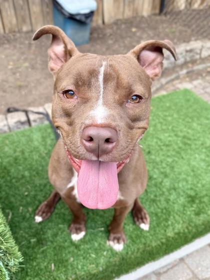 Enlarge Earl, a Adoptable mixed breed in Washington, DC image 2/3