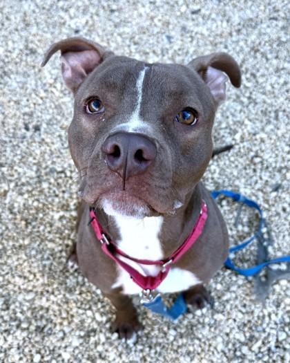 Enlarge Earl, a Adoptable mixed breed in Washington, DC image 1/3