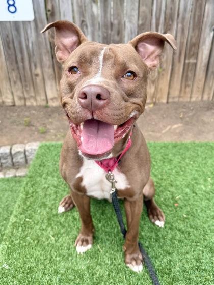 Enlarge Earl, a Adoptable mixed breed in Washington, DC image 3/3