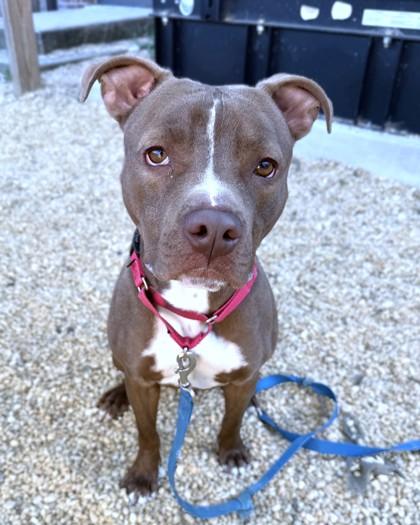 Enlarge Earl, a Adoptable mixed breed in Washington, DC image 2/3