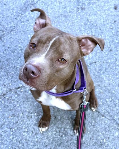 Enlarge Earl, a Adoptable mixed breed in Washington, DC image 3/3