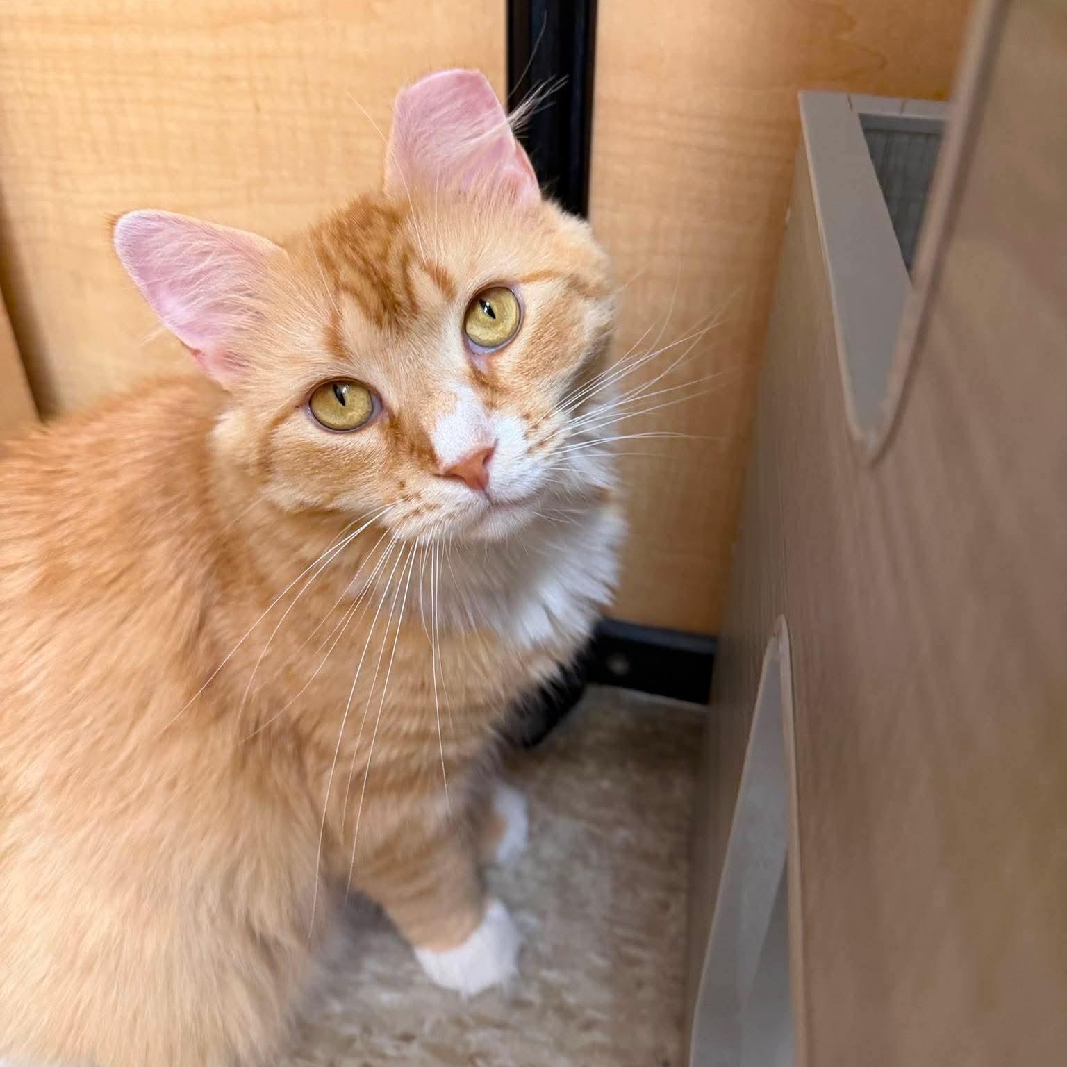 Hazel, a ADOPTABLE Domestic Long Hair in Sewell, NJ image 6/6