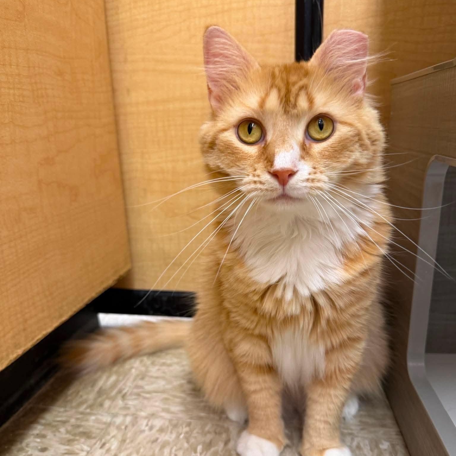 Hazel, ADOPTABLE, Adult Female Domestic Long Hair.