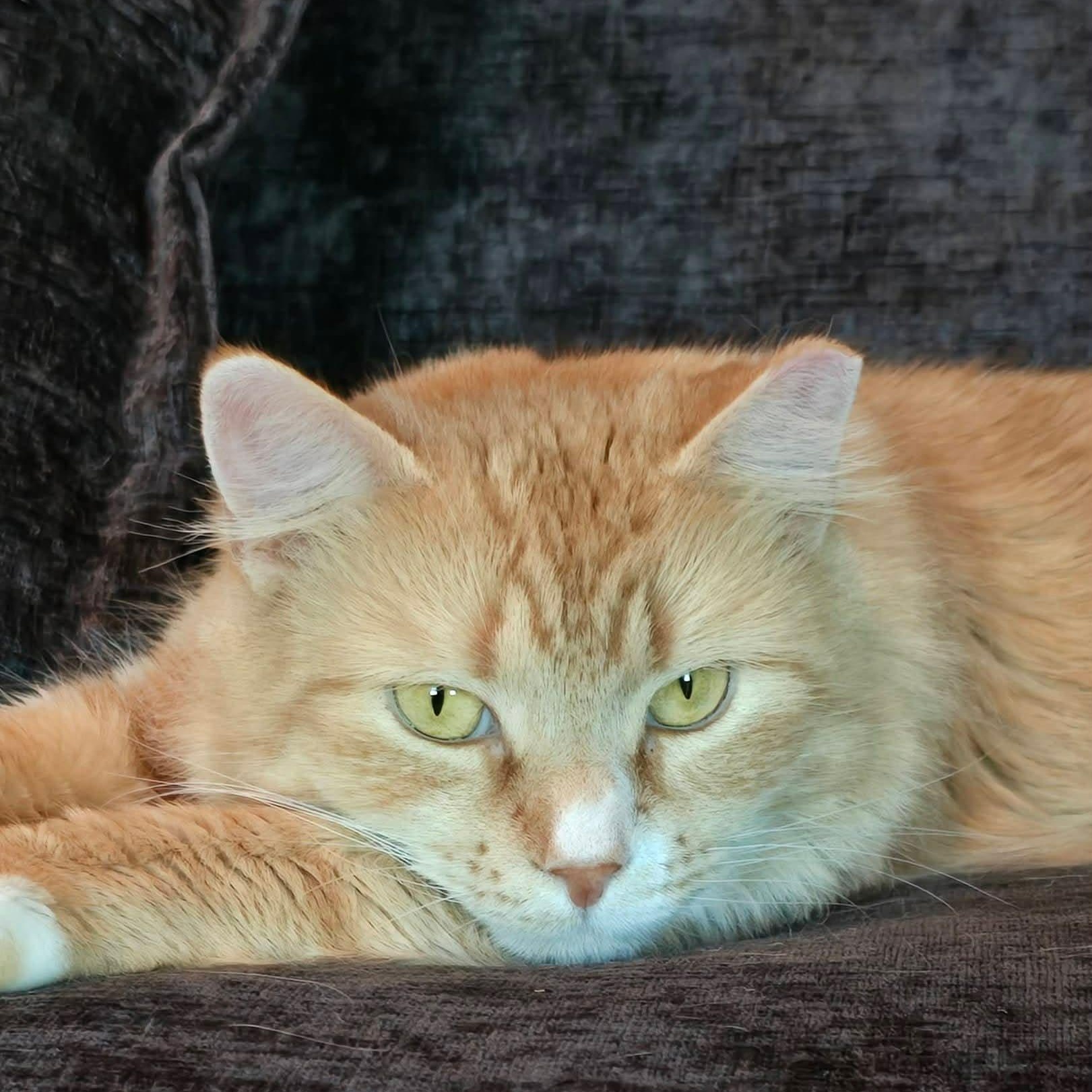 Enlarge Hazel, a ADOPTABLE Domestic Long Hair in Sewell, NJ image 3/6