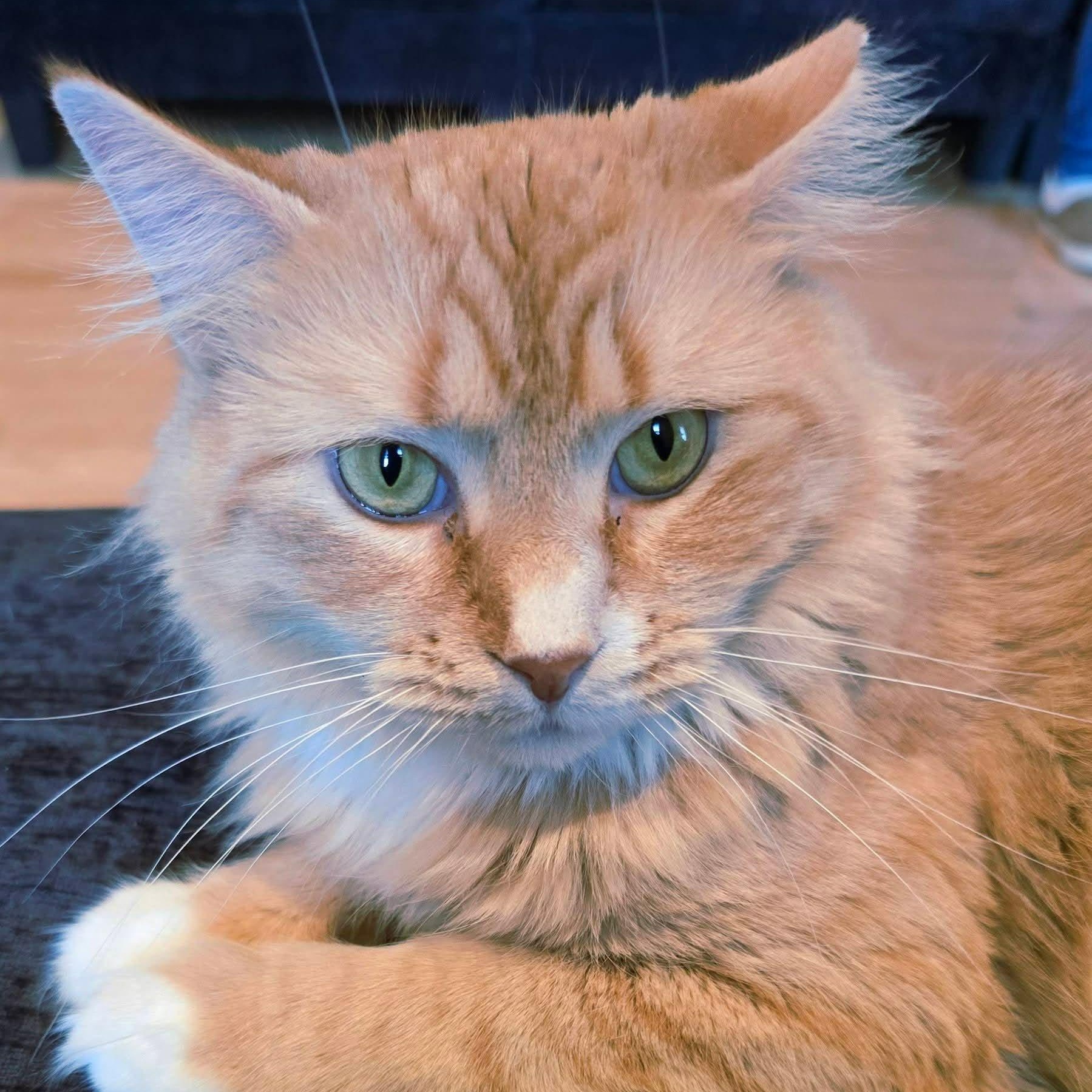 Enlarge Hazel, a ADOPTABLE Domestic Long Hair in Sewell, NJ image 6/6