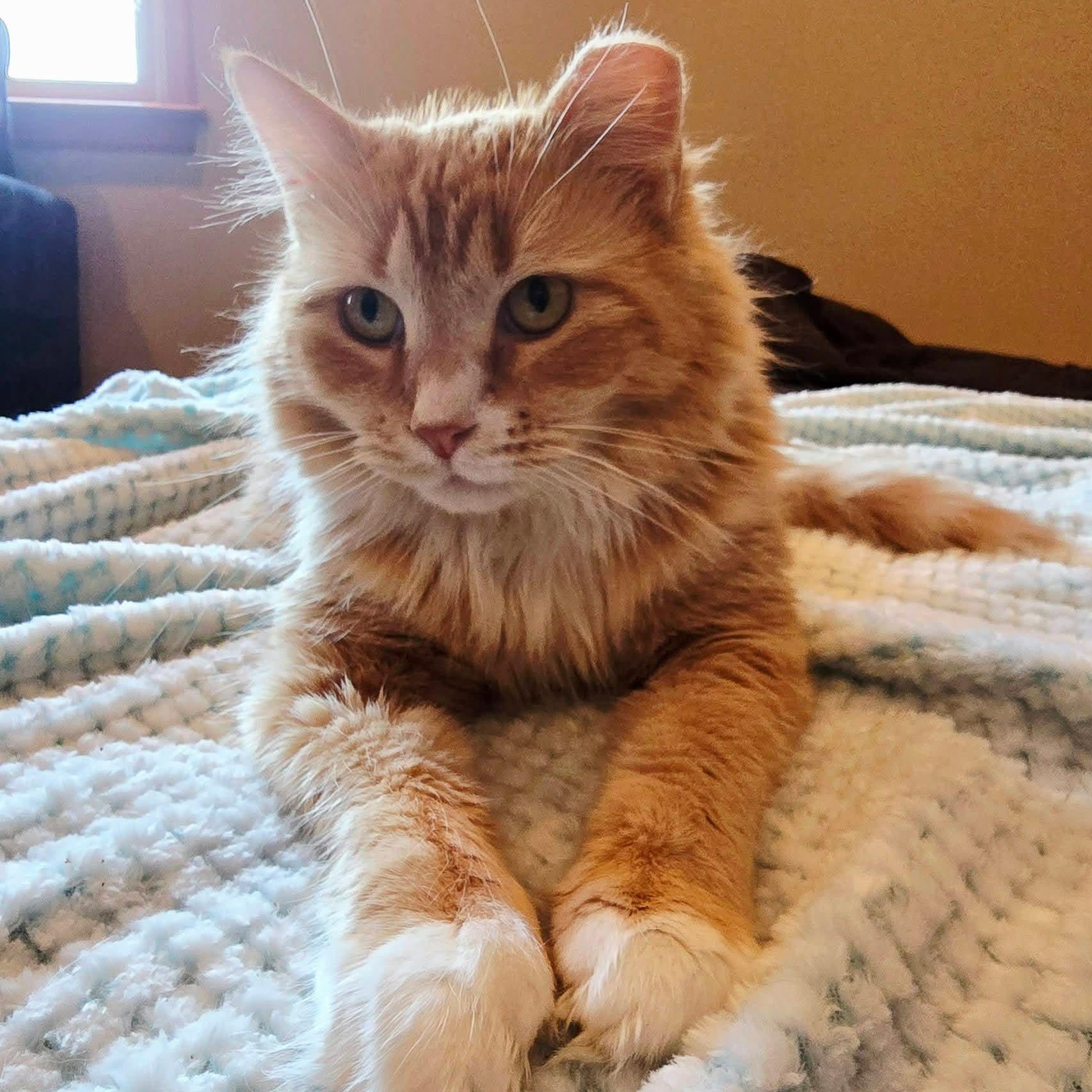 Enlarge Hazel, a ADOPTABLE Domestic Long Hair in Sewell, NJ image 2/6