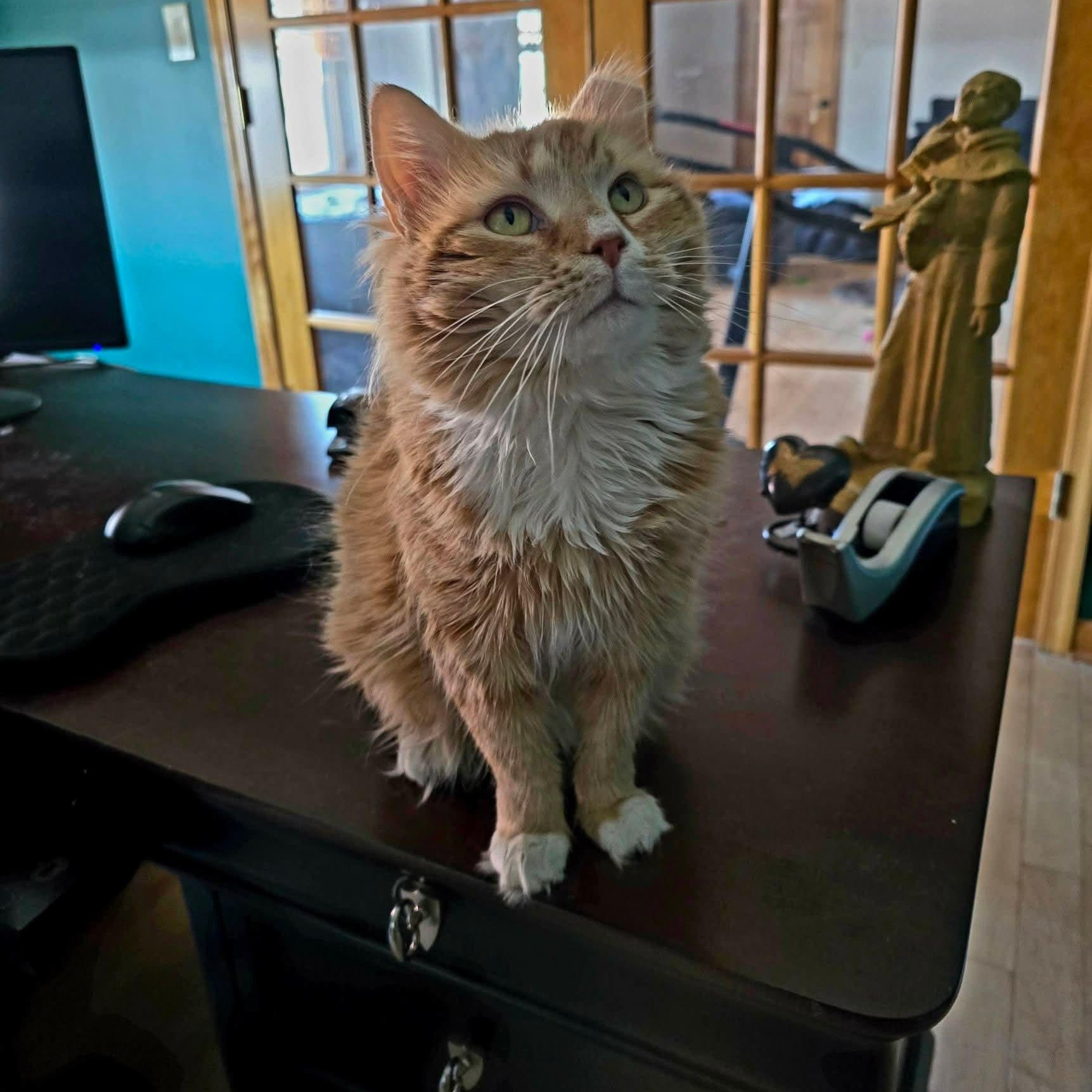 Enlarge Hazel, a ADOPTABLE Domestic Long Hair in Sewell, NJ image 1/6