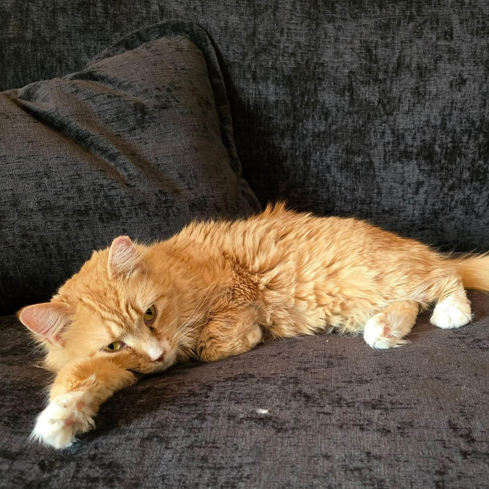 Enlarge Hazel, a ADOPTABLE Domestic Long Hair in Sewell, NJ image 4/6