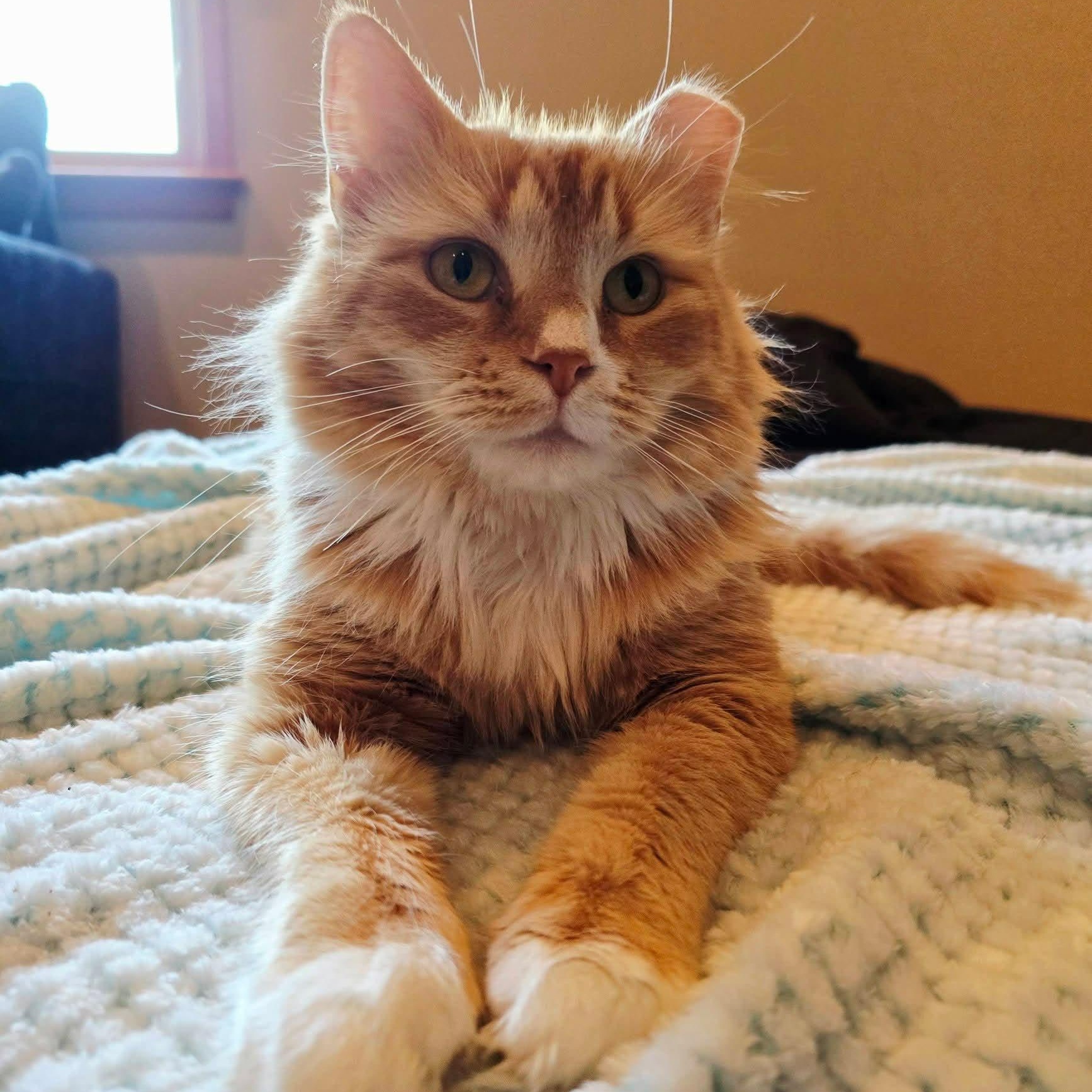 Enlarge Hazel, a ADOPTABLE Domestic Long Hair in Sewell, NJ image 5/6