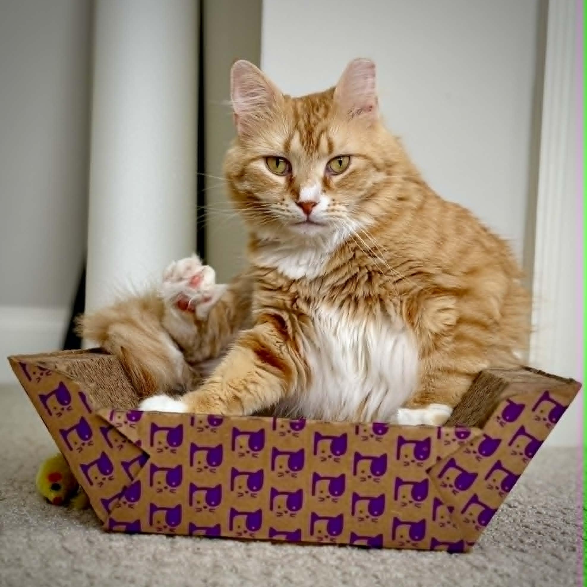 Hazel, a ADOPTABLE Domestic Long Hair in Sewell, NJ image 2/5