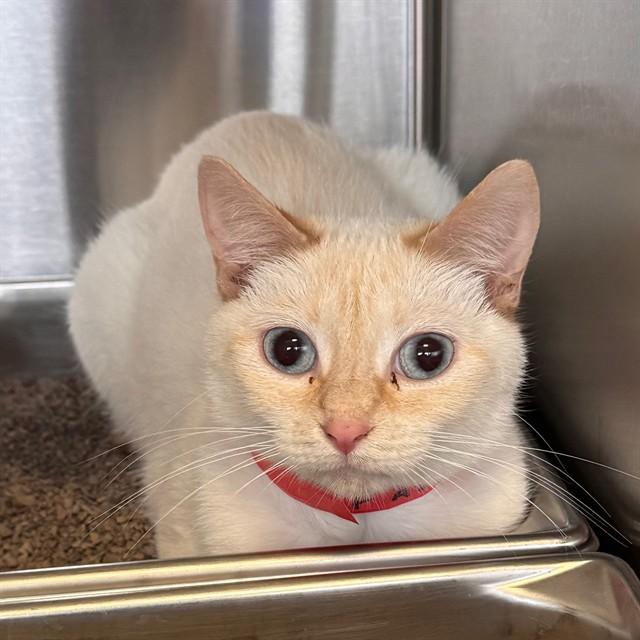 BETTY WHITE, Adoptable, Young Female Domestic Short Hair.