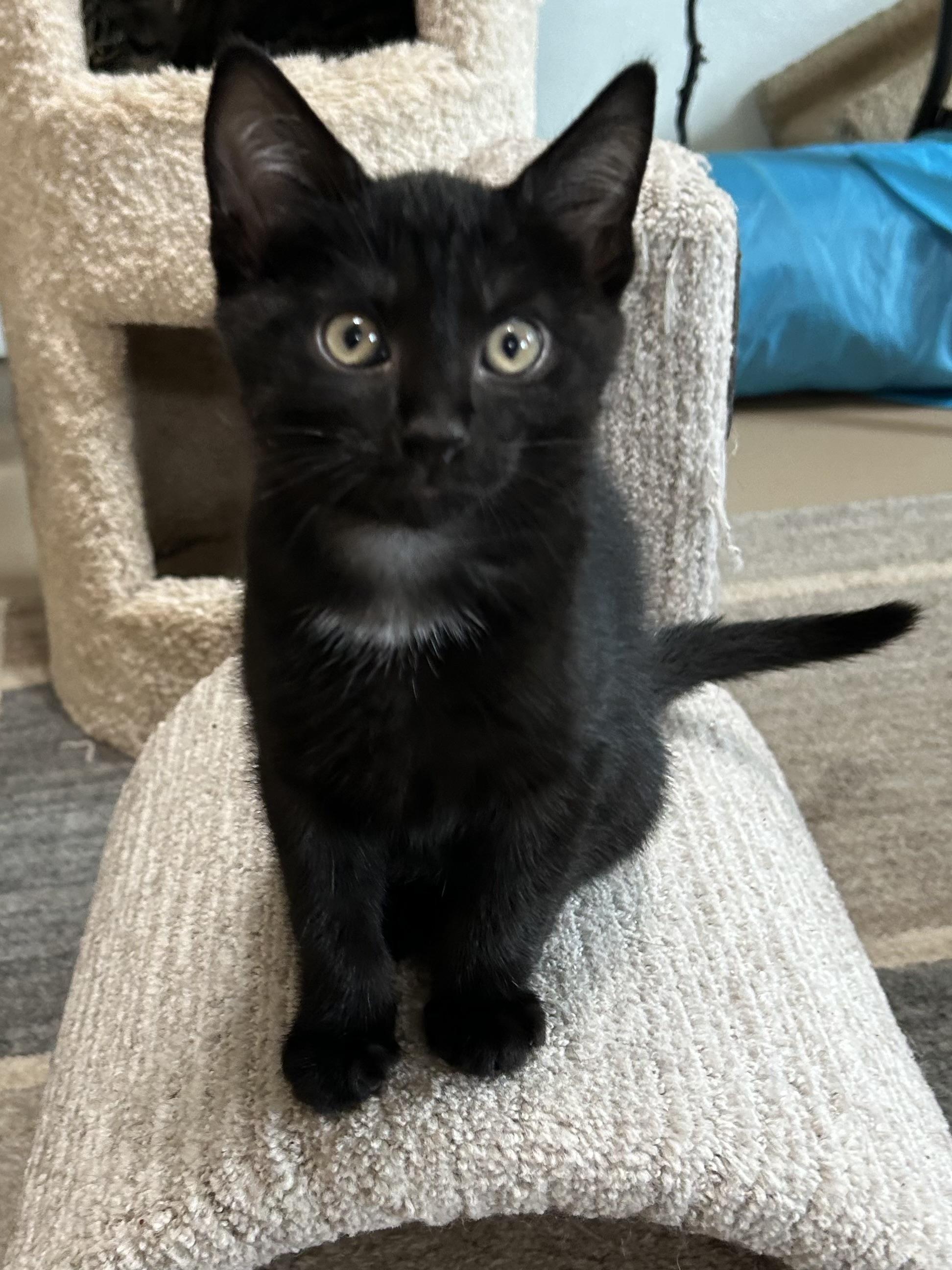 Iddo, ADOPTABLE, Kitten Male Domestic Short Hair.